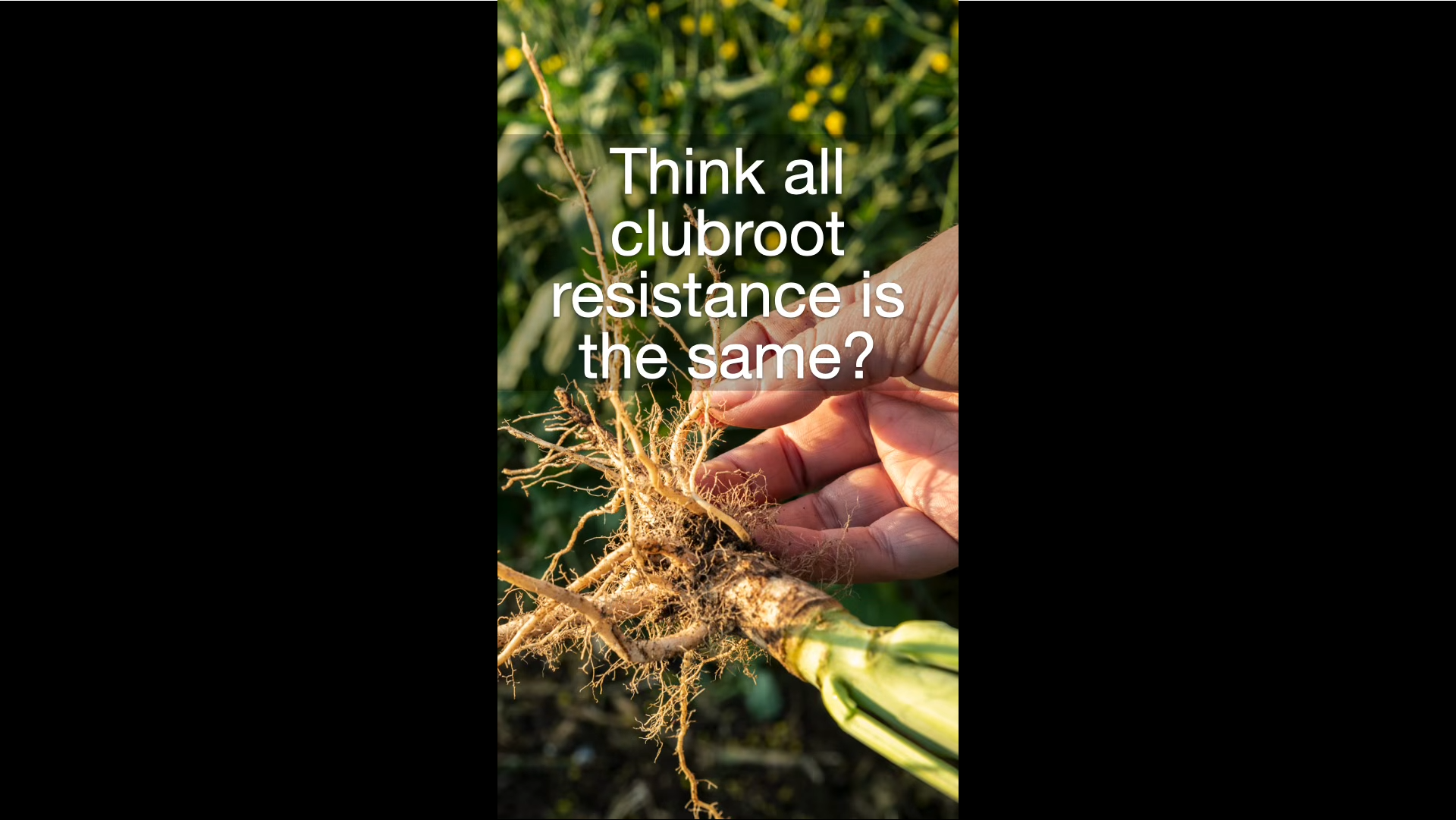 Clubroot resistance