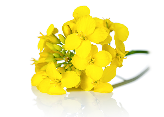 canola flowering