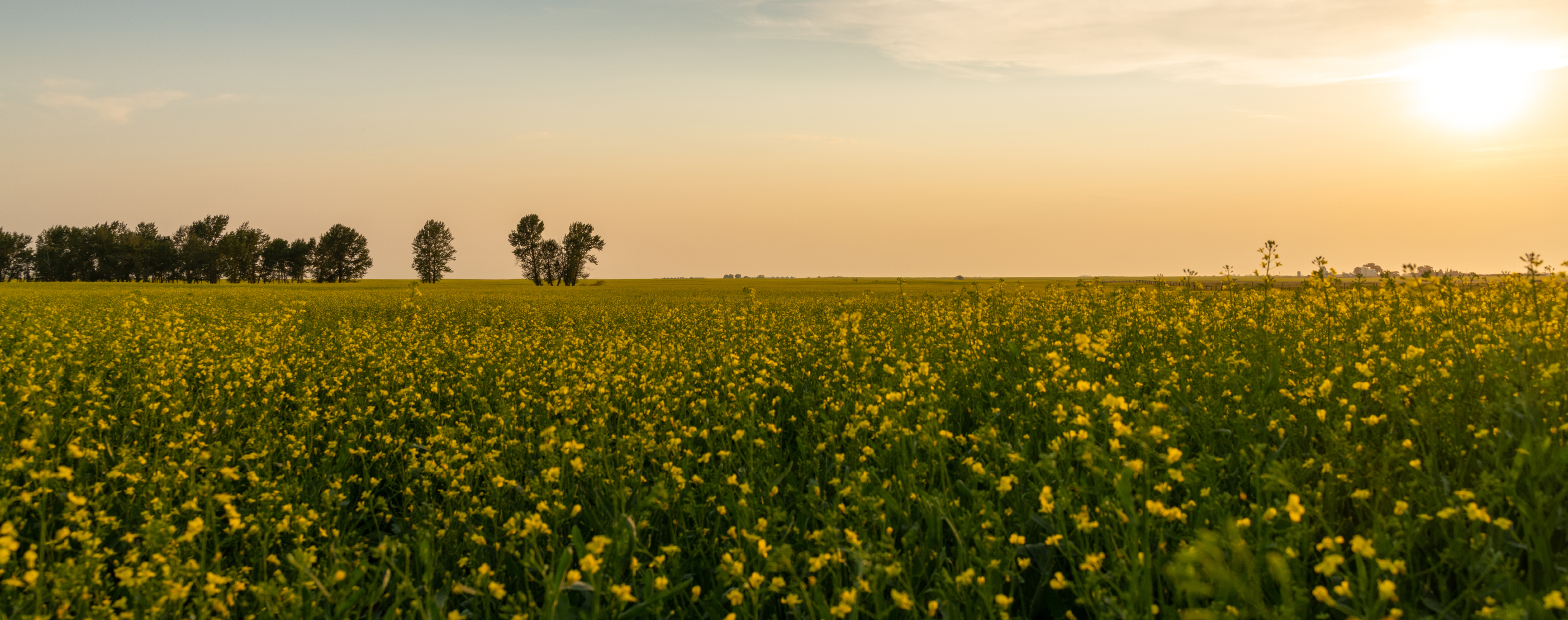 Canola field with sunset