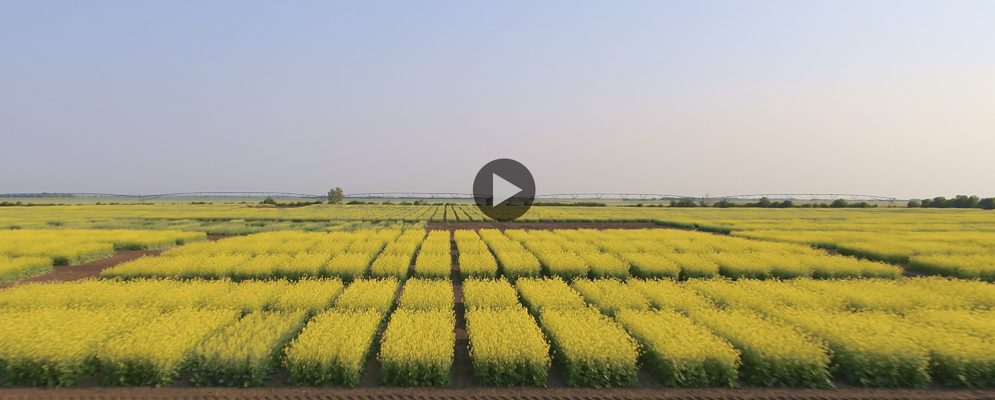 Field of Canola