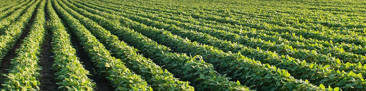 field with rows of soybean crop