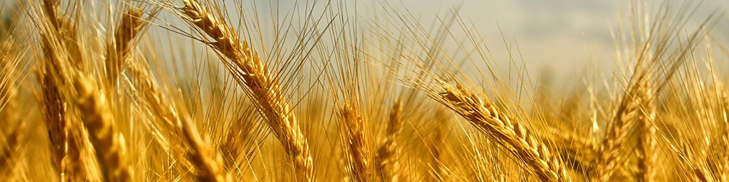 close up of golden stalks of barley
