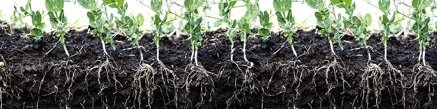 close up of young crop with exposed roots in soil
