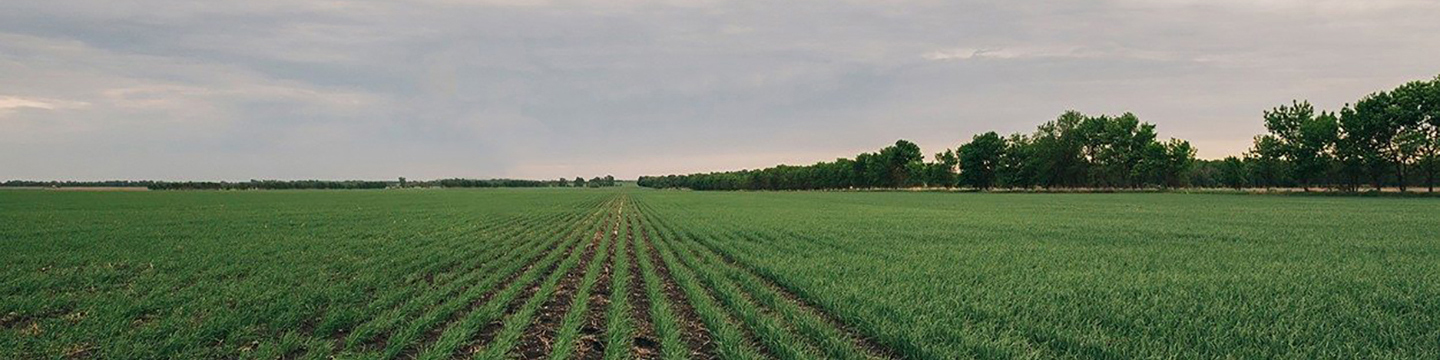 field with rows of crops