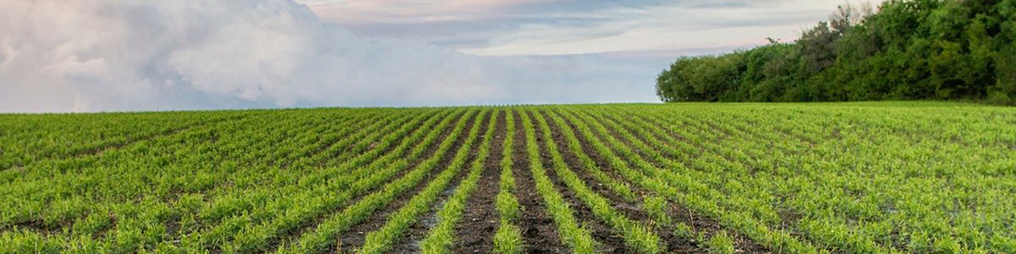 field with crop