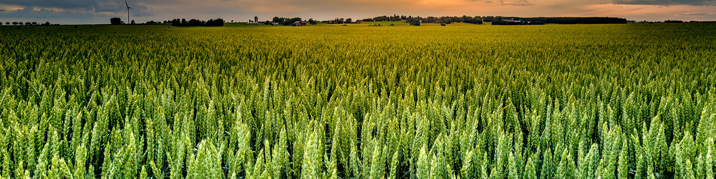 Field of cereal crops
