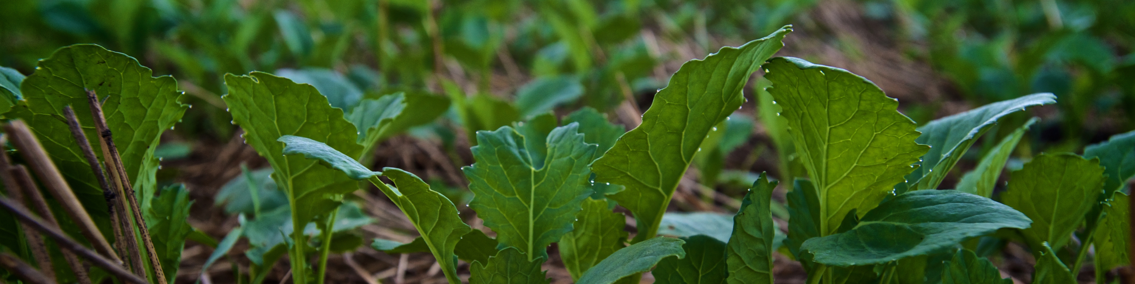 Early stage canola