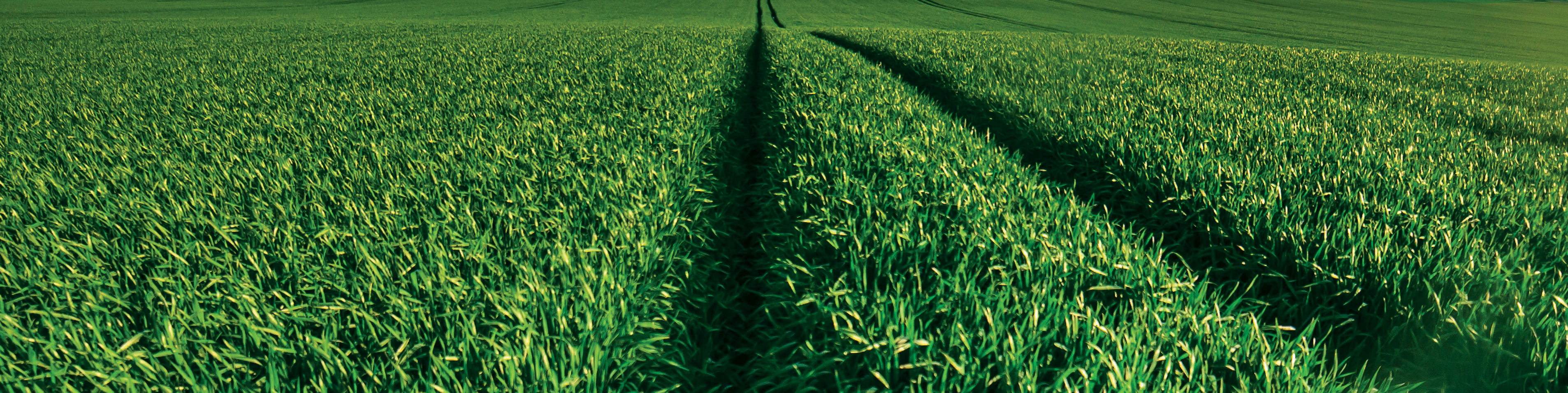 A vibrant green cereal field with tractor tracks leading toward the horizon.