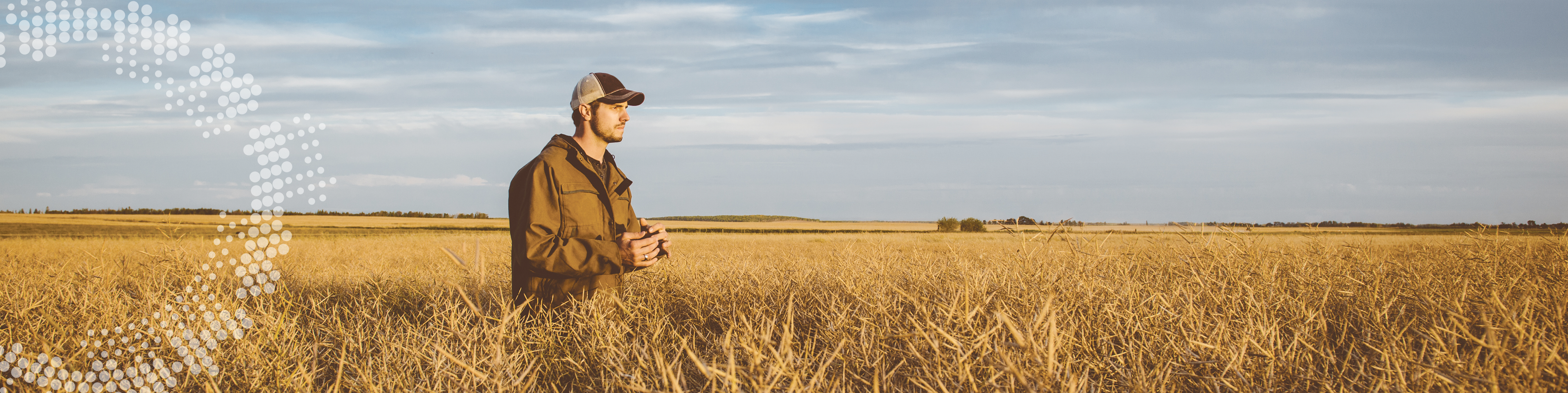 Farmer standing in a golden canola field under a cloudy sky, with a dotted graphic overlay on the left side.