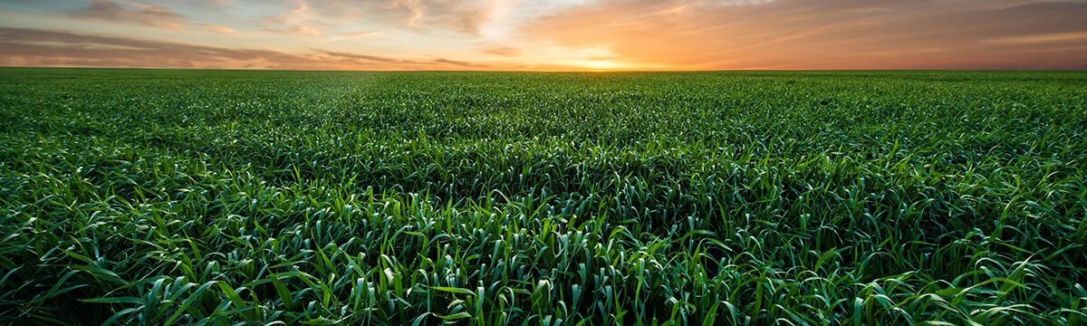 large field of cereal crop