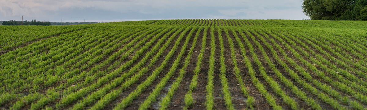 rolling field with rows of a young crop