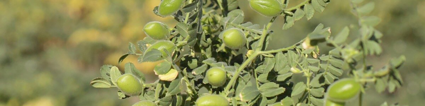 BASF | Product Profile - Poast® Ultra