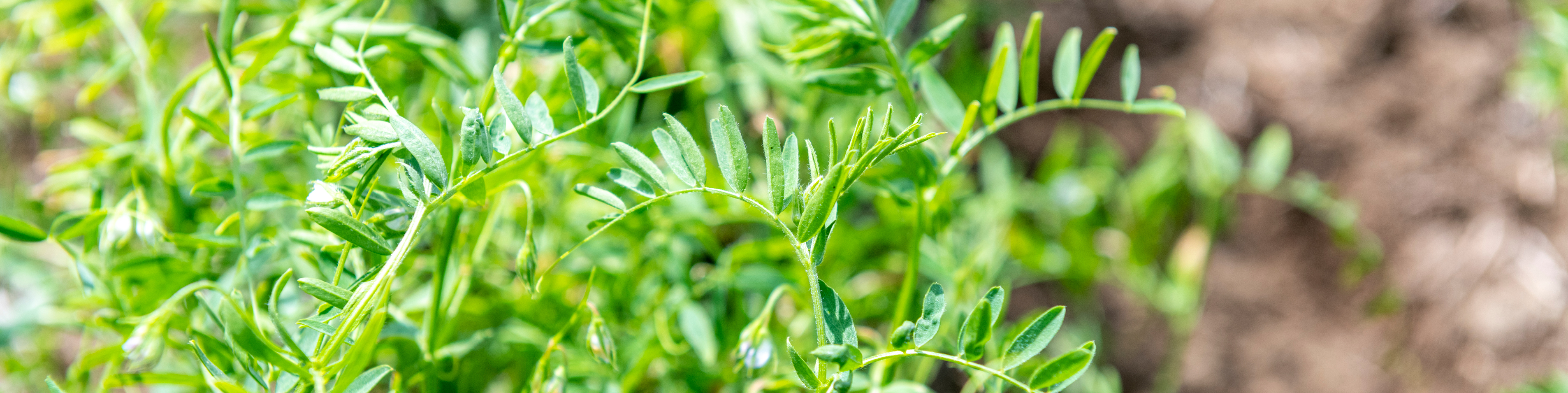 Close-up of crop