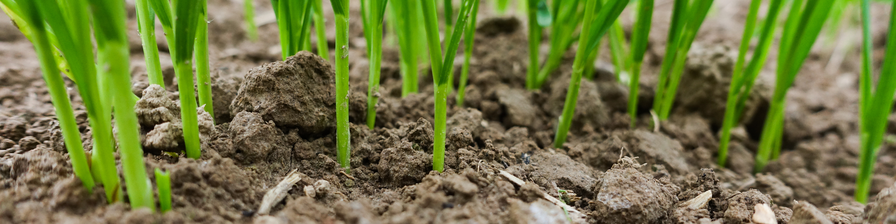 Close-up of crops growing out of soil
