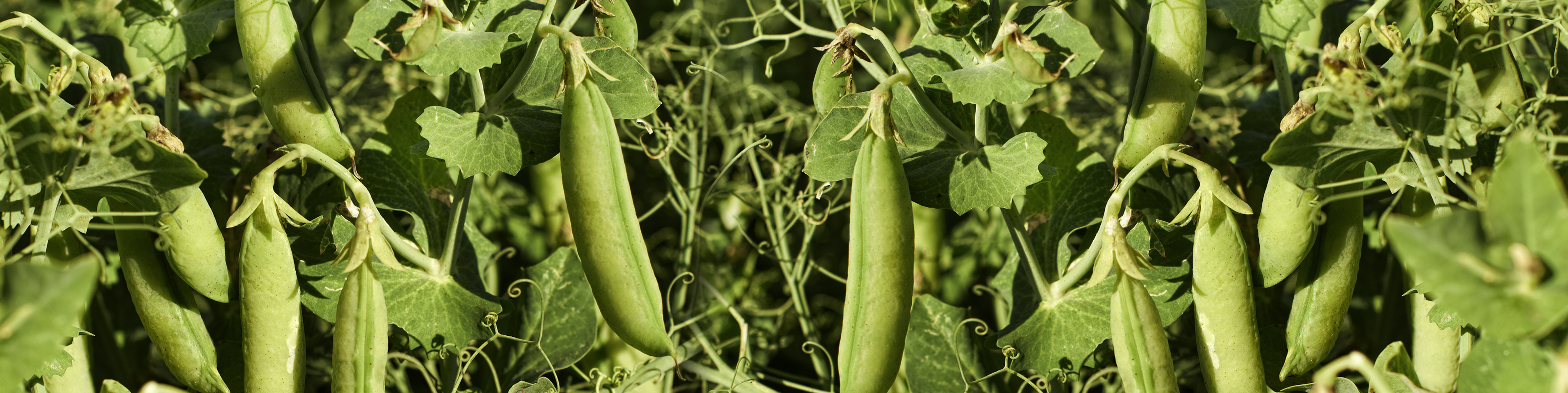 close up of mature soybean crop