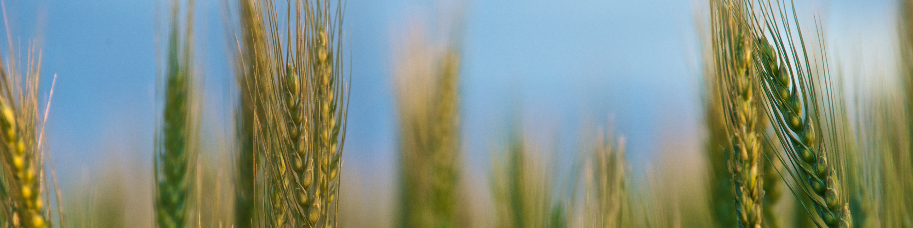 close up of wheat stalks