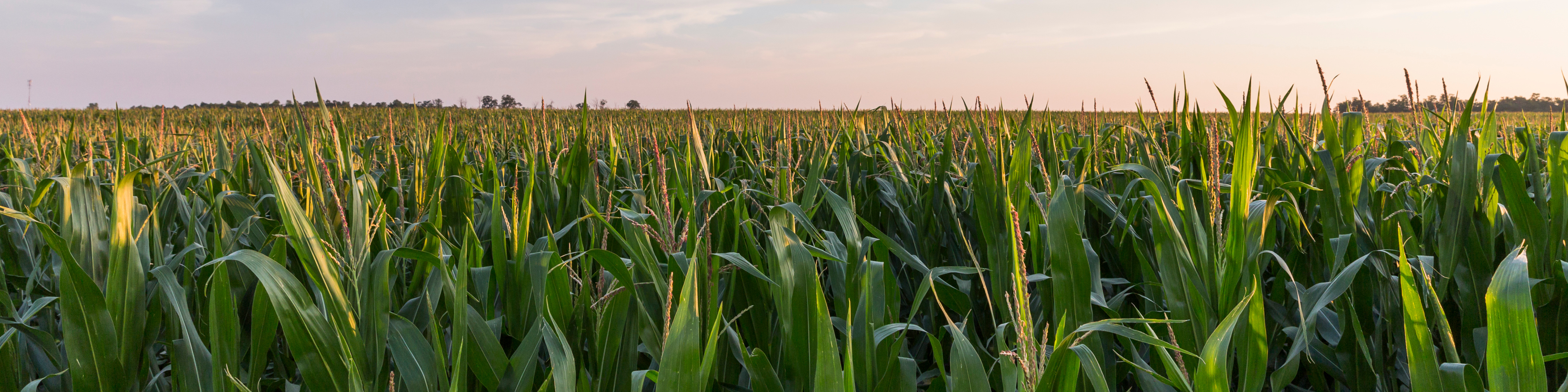 corn field