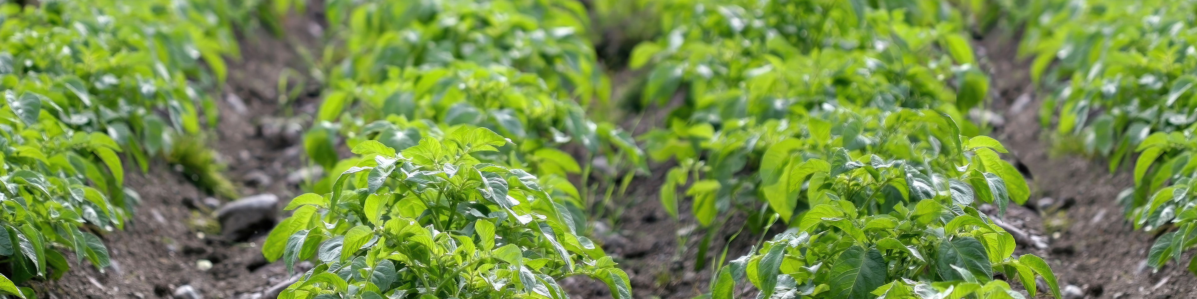 close up of potato crops
