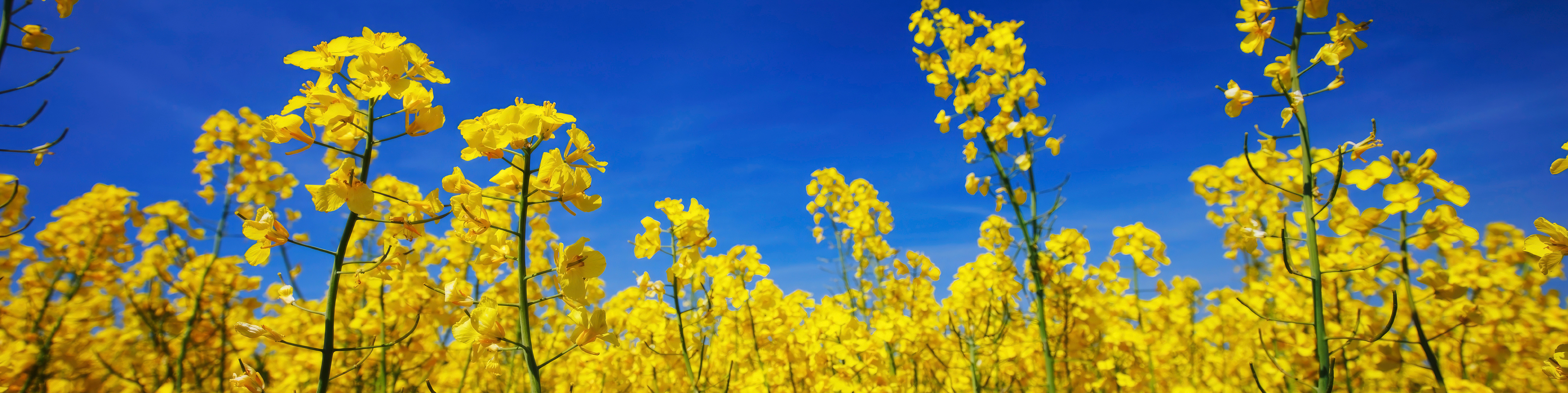 close up of mature canola crops
