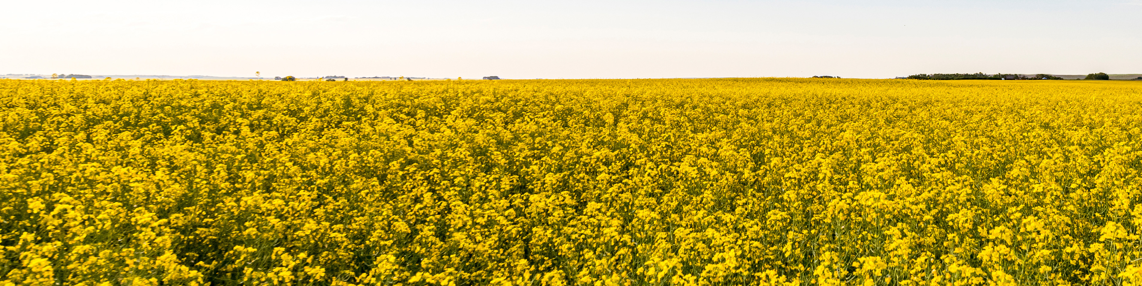 mature growth canola field