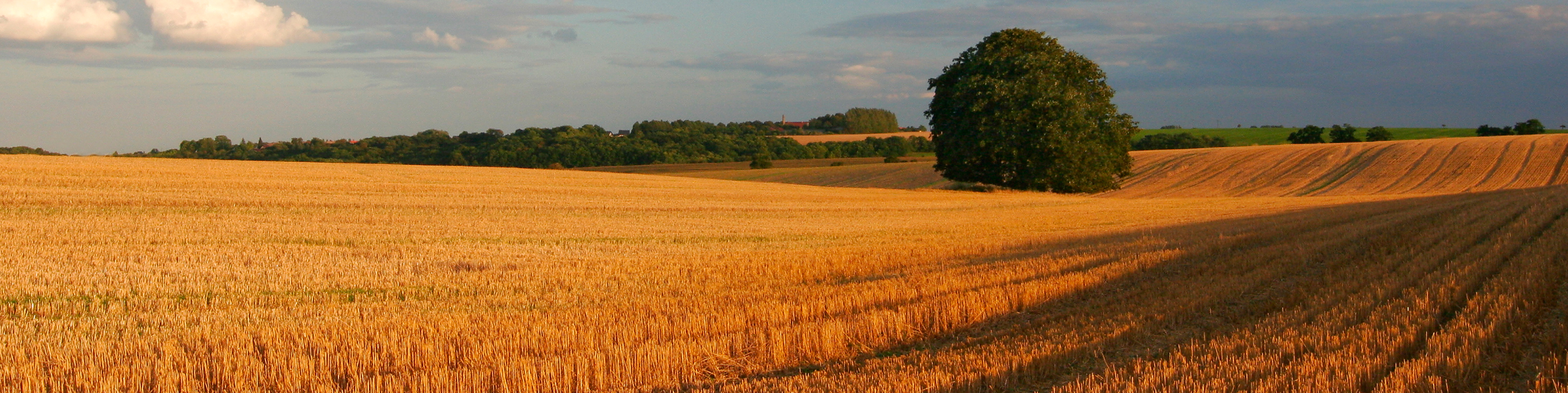 rolling crop field