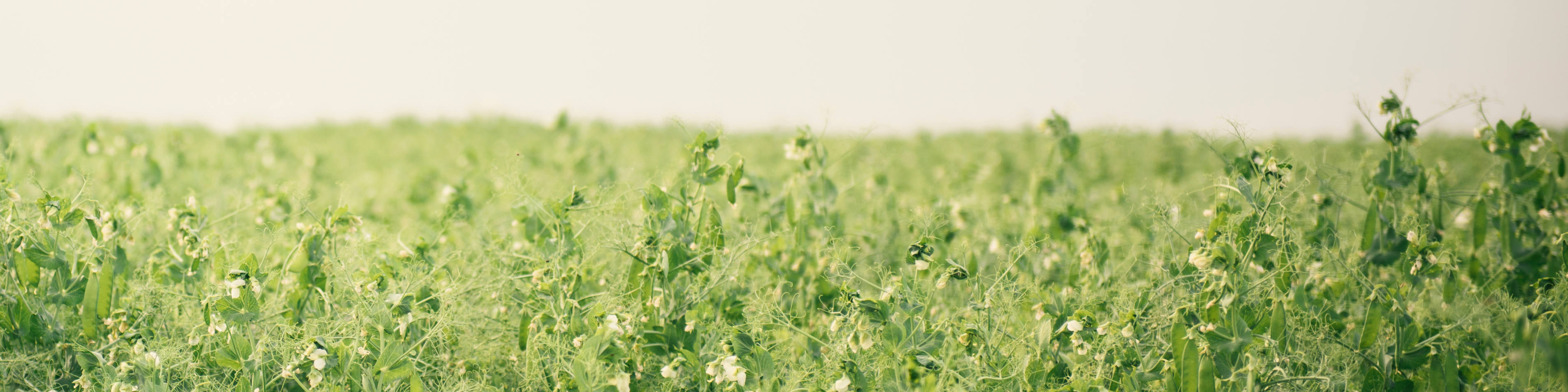 field of pea crop