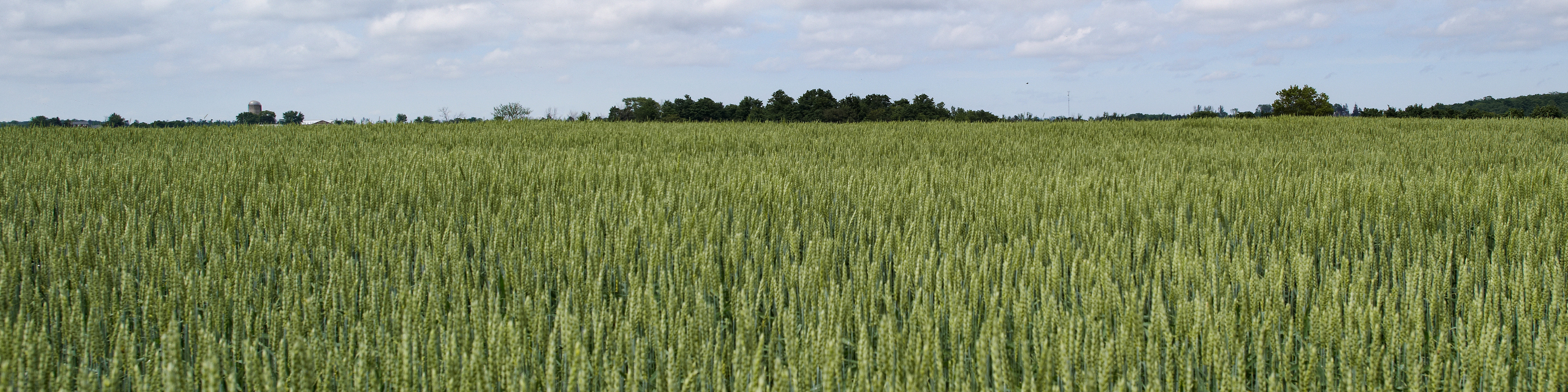 field of cereal crop