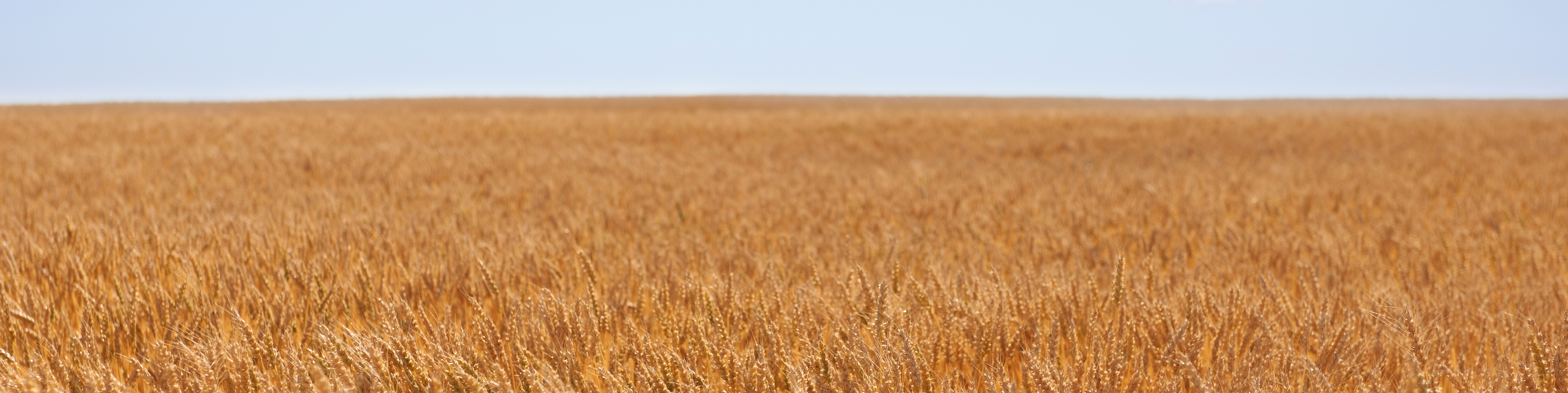 field of golden wheat crop