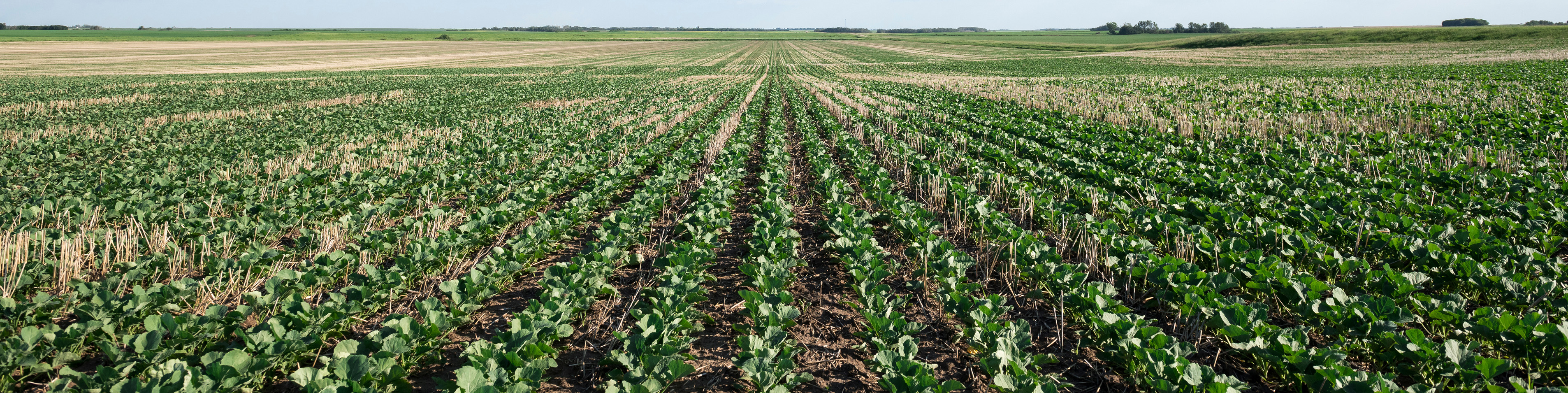 canola crop field