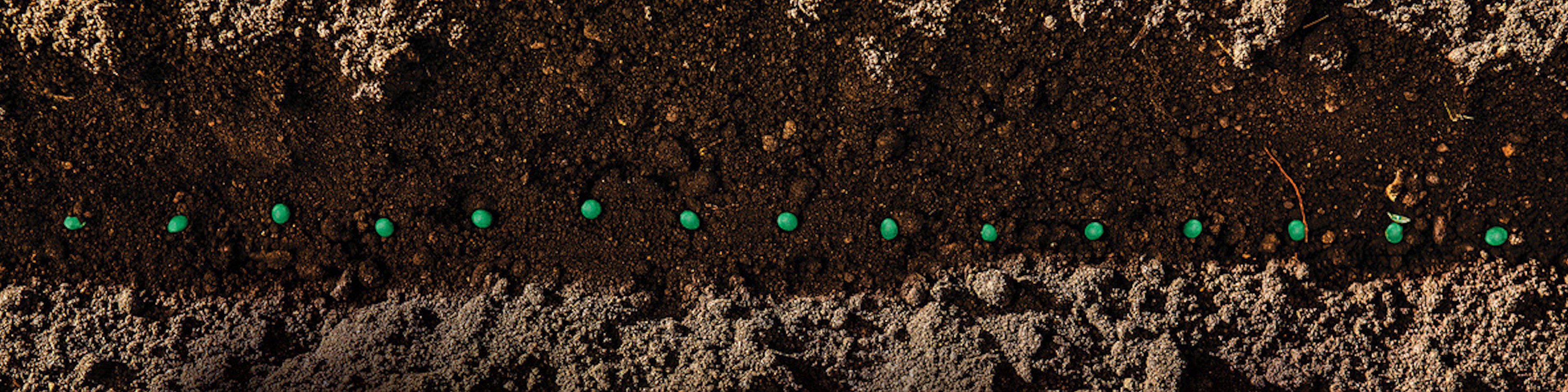 green seeds lined up in the soil