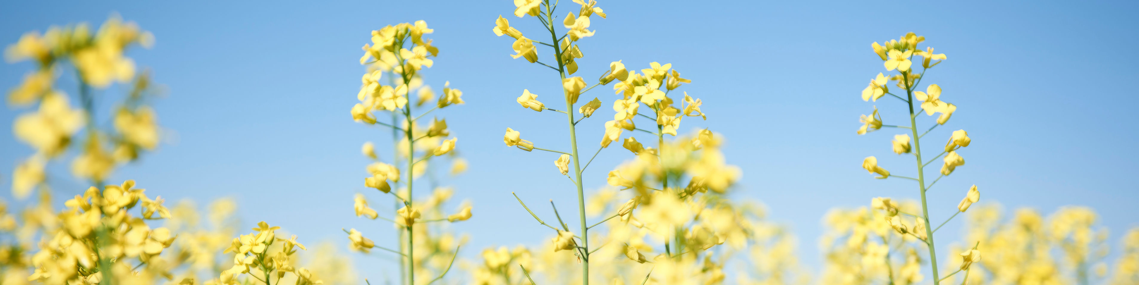 close up of canola crop flowering
