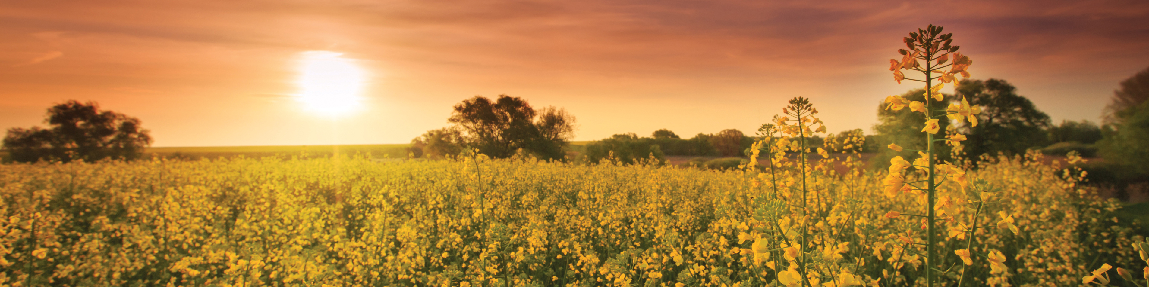 rolling fields of flowering canola