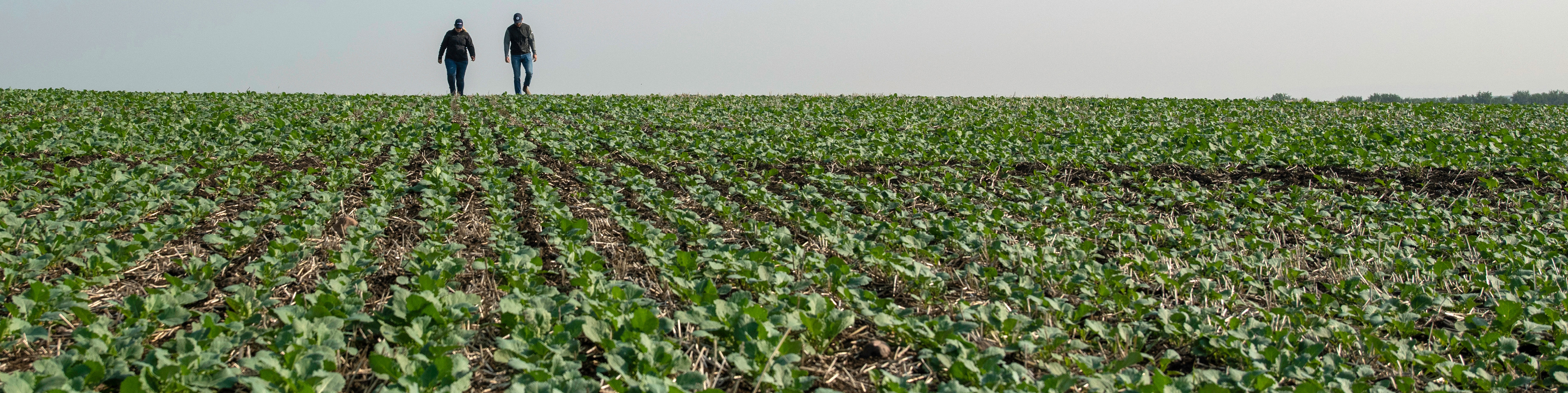 field with rows of young crop