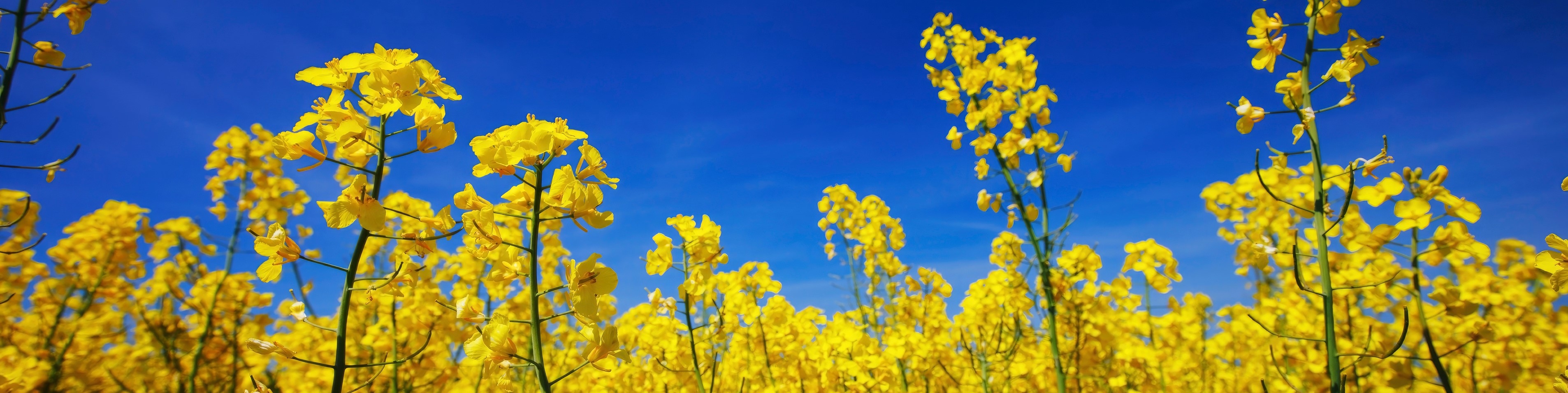 field of flowering canola