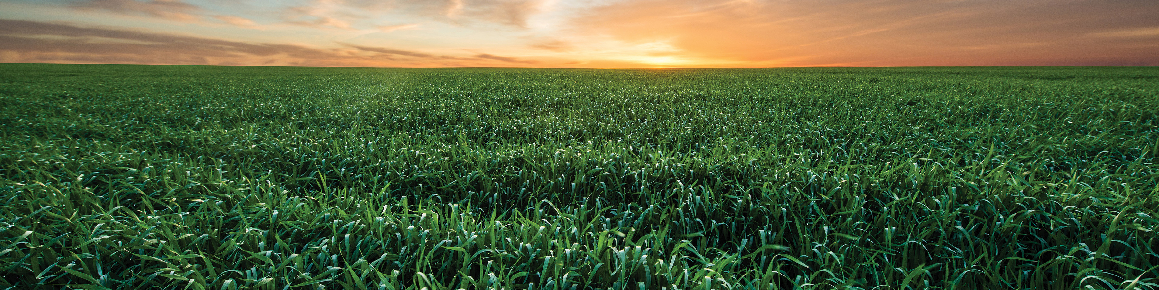 large field of cereal crop