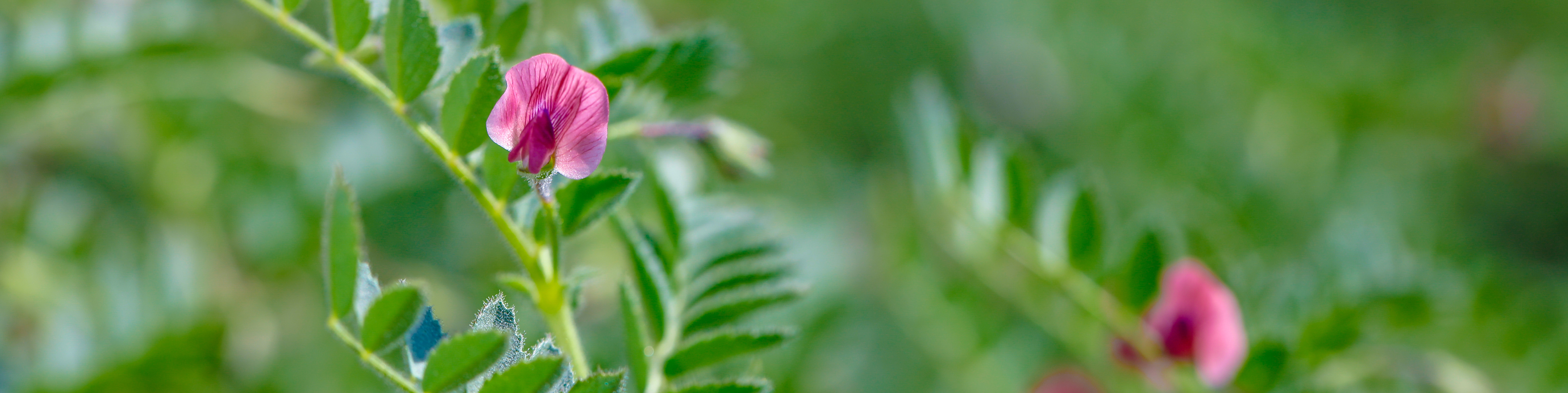 close up of flowering crop