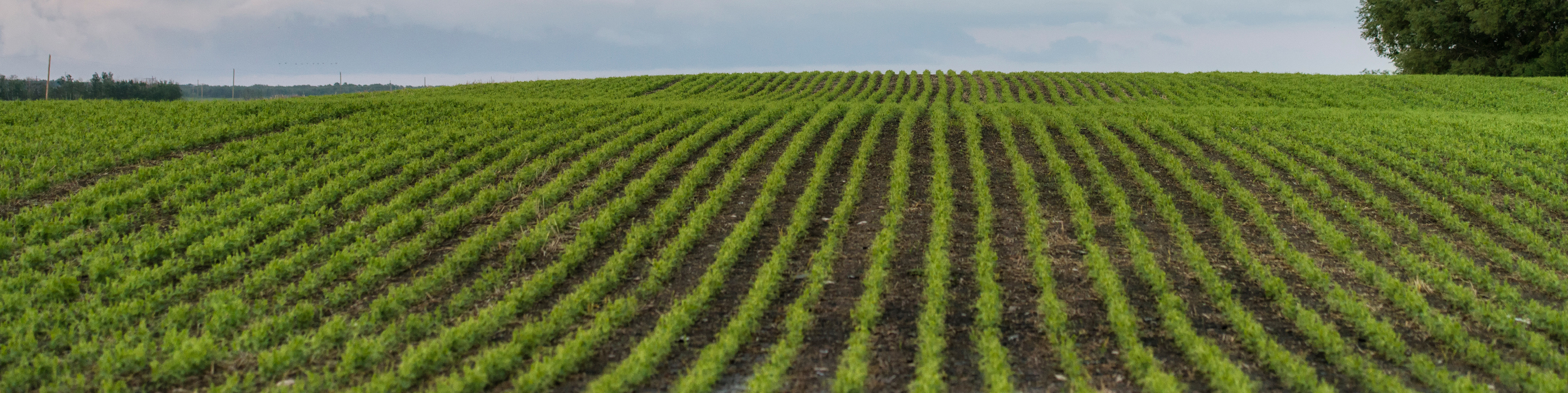 rolling field with rows of a young crop