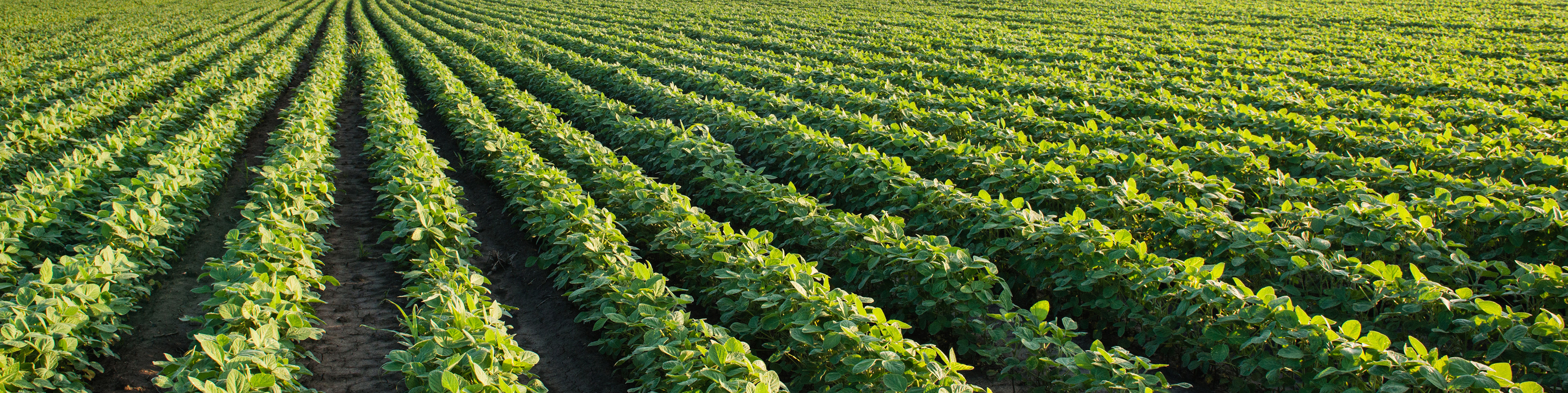 field with rows of soybean crop