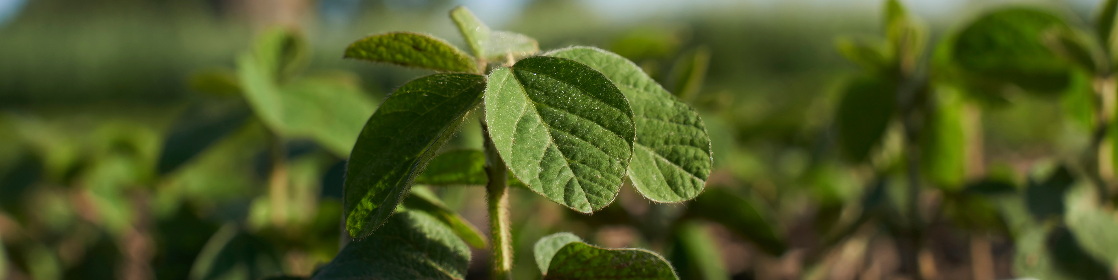 close up of soybean leaves