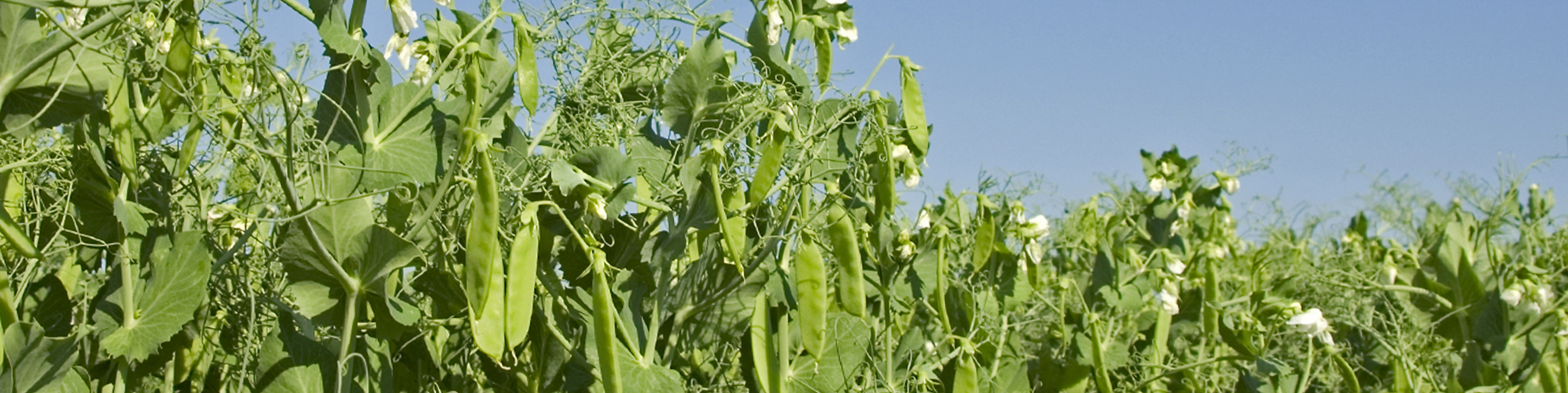 close up of pea crop flowering