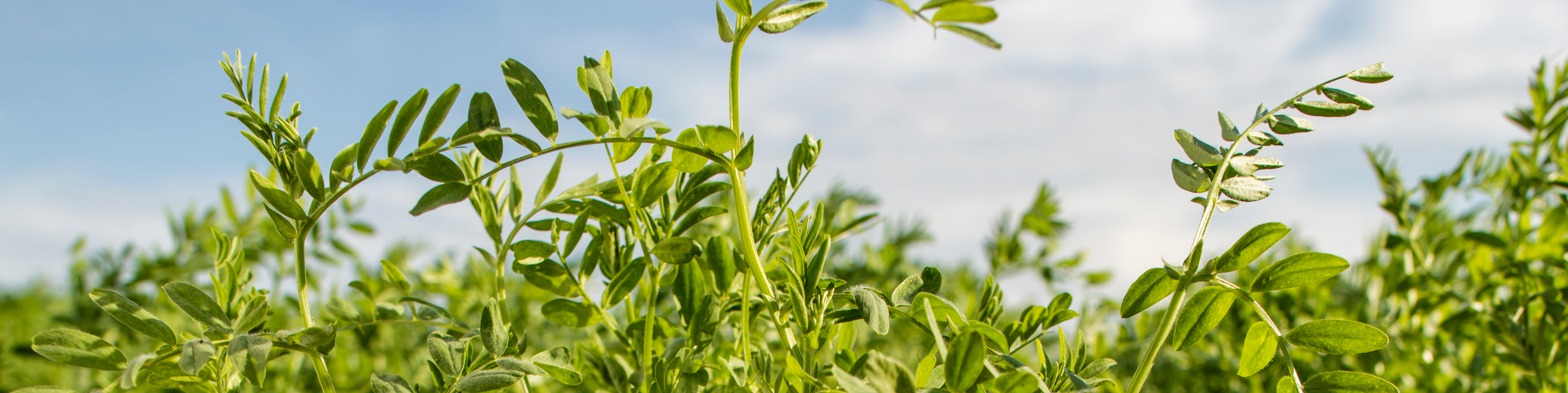 close up of lentil crop