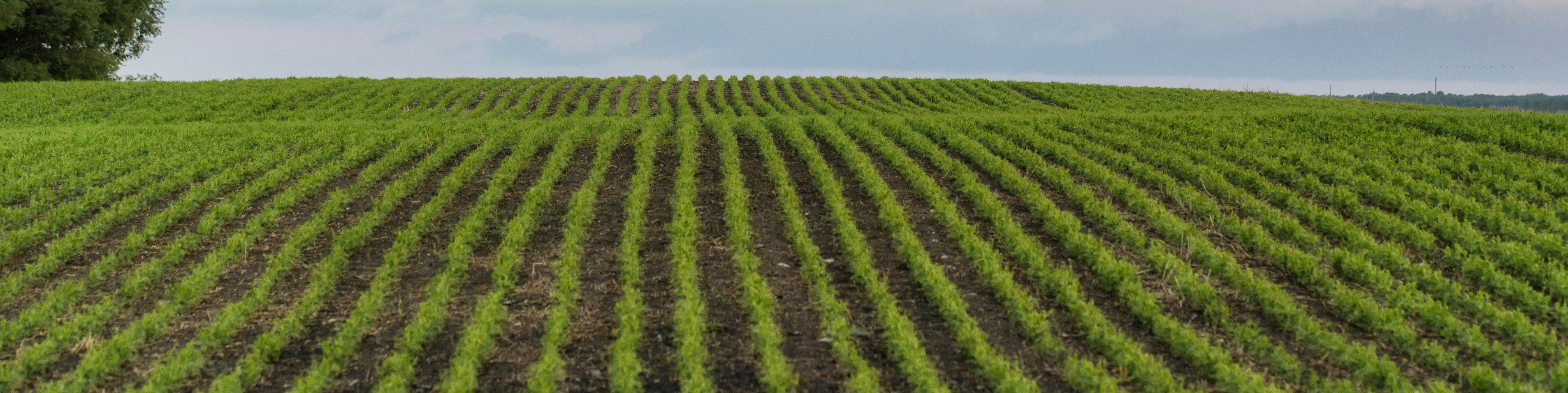 Pea field