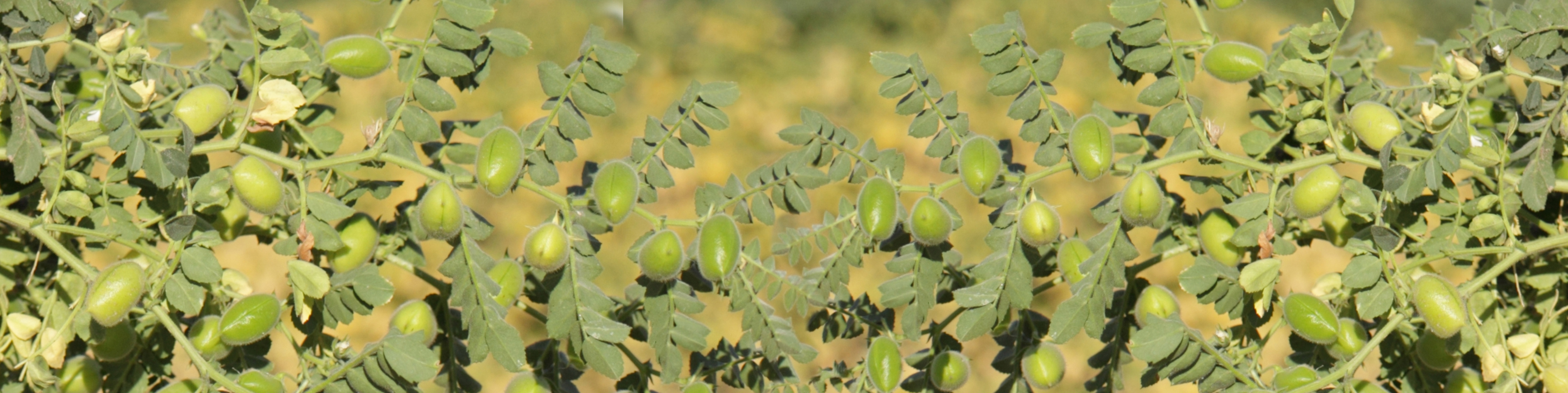 close up of crop