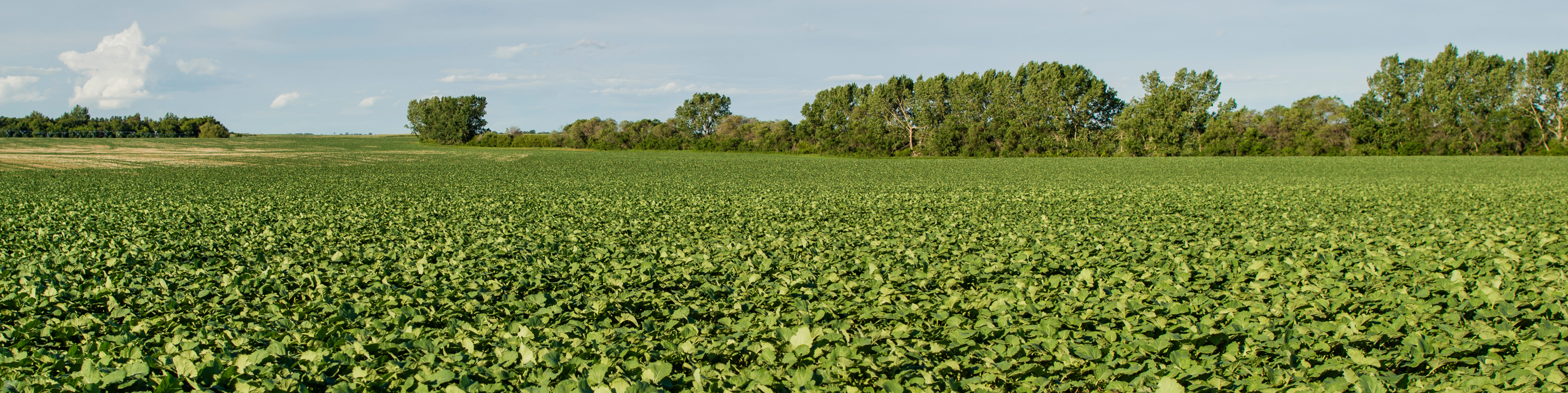 farming field with crop