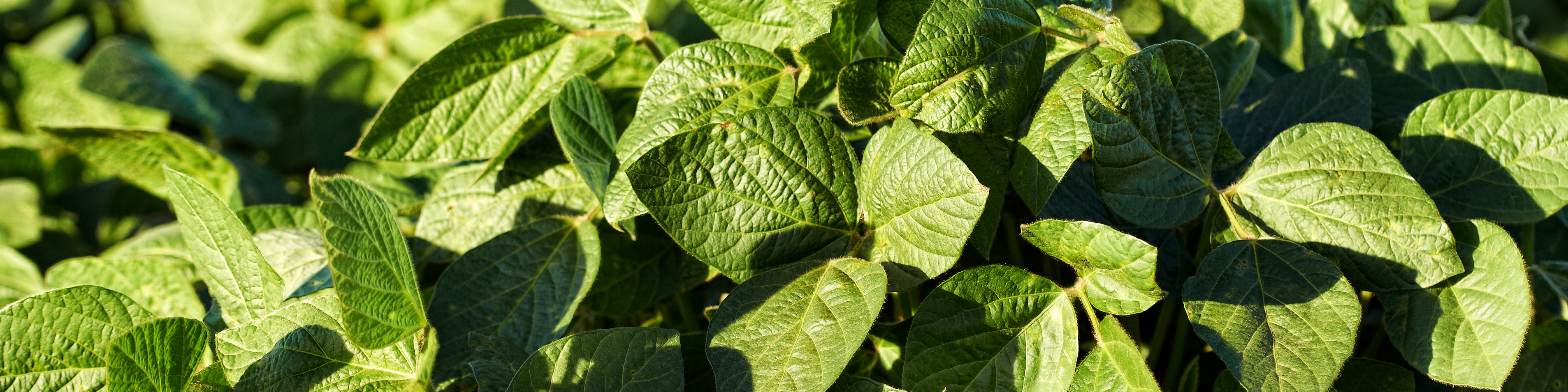 close up of soybean leaves
