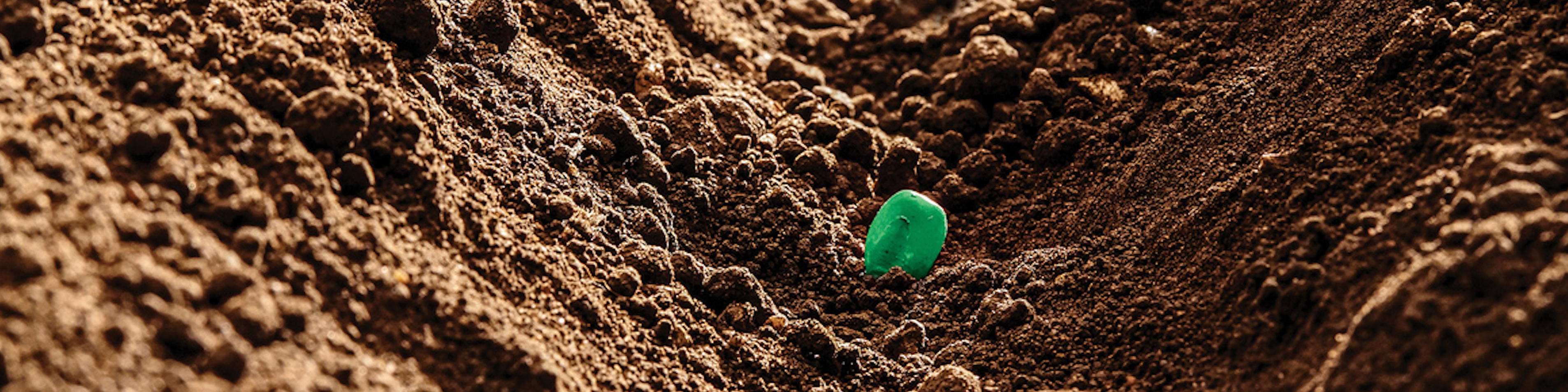 crop emerging from soil