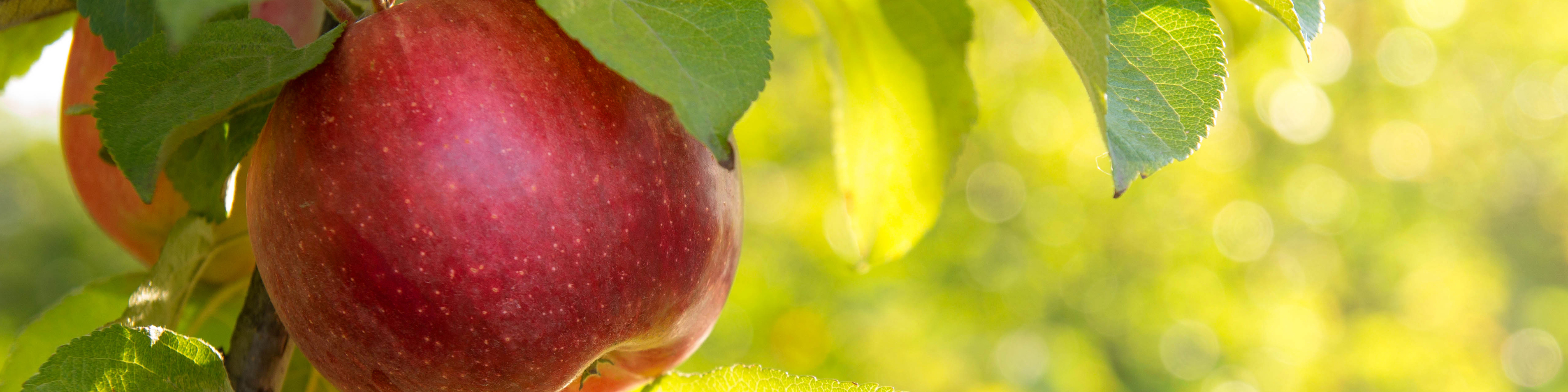 close up of apple tree with a red apple