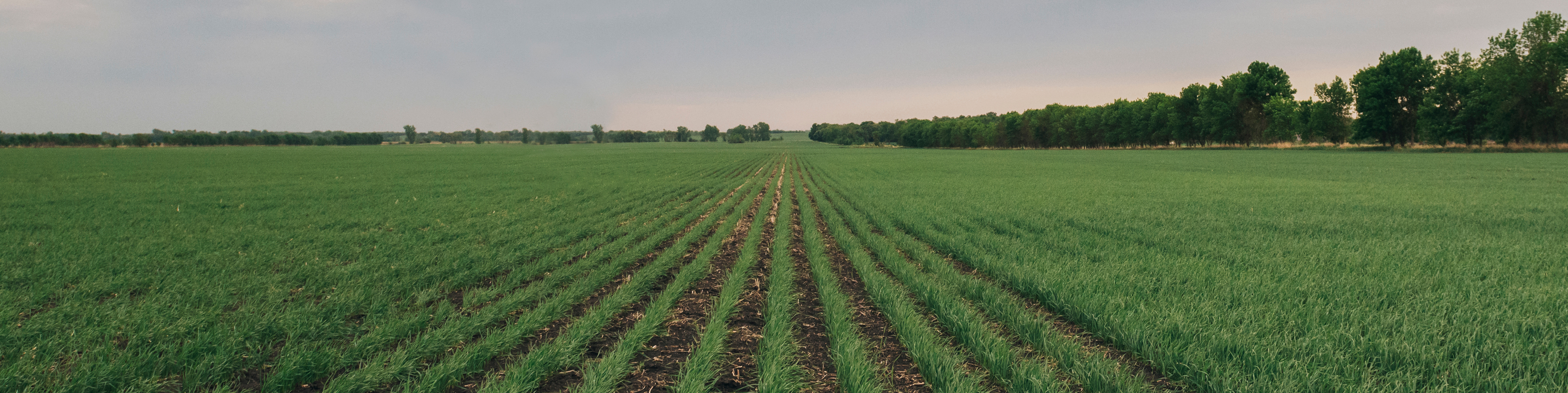 field with rows of crops