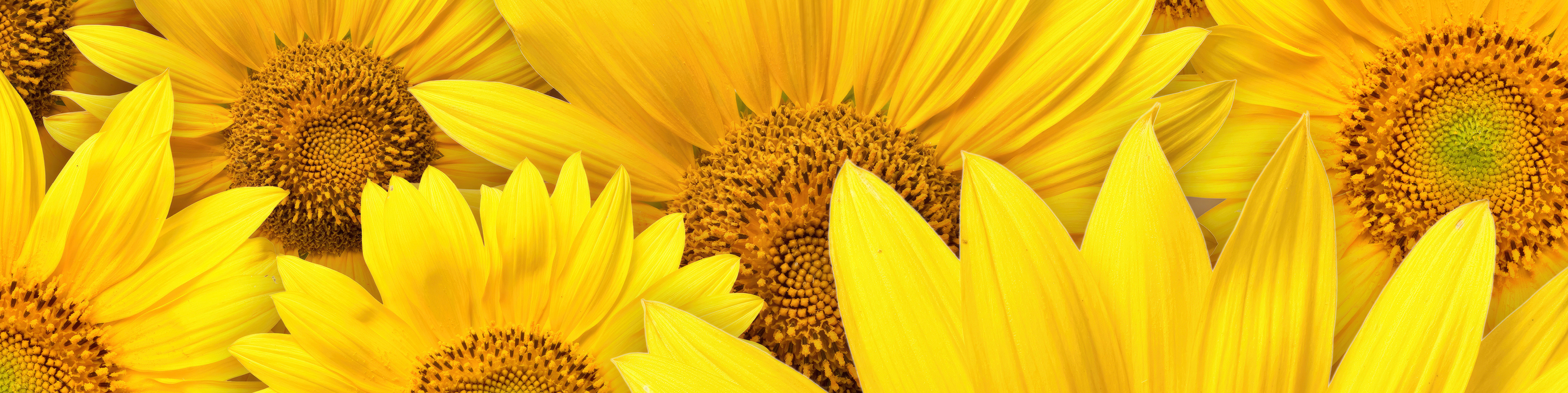 close up of sunflowers