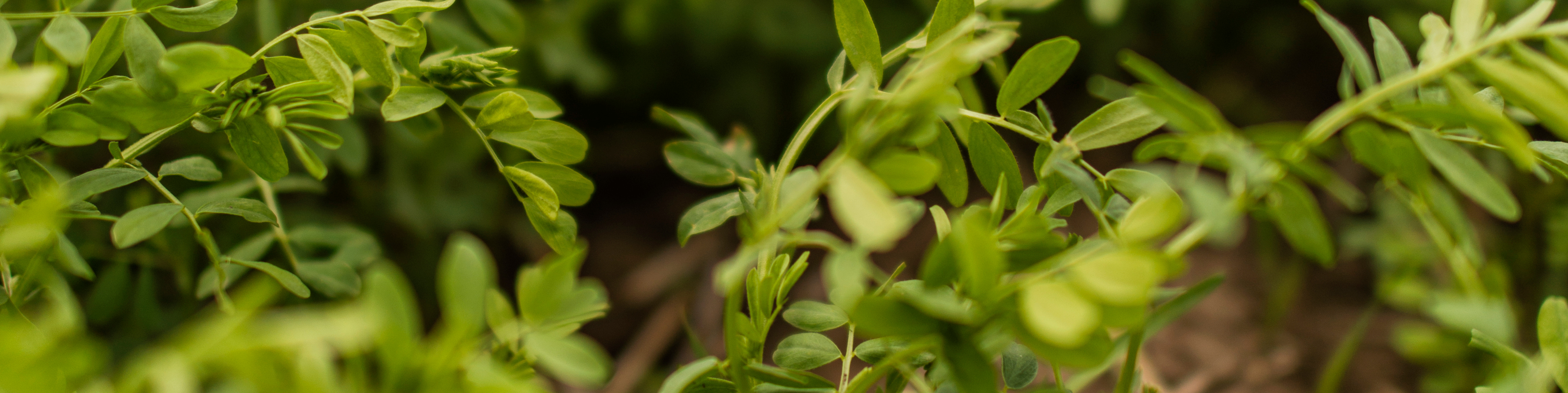 Flax crop